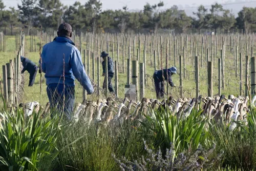 'Duck run' pest control catching on in winelands