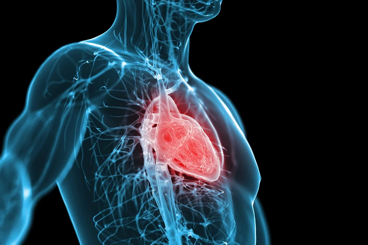 Cardiologista explicas reais impactos da testosterona para o coração