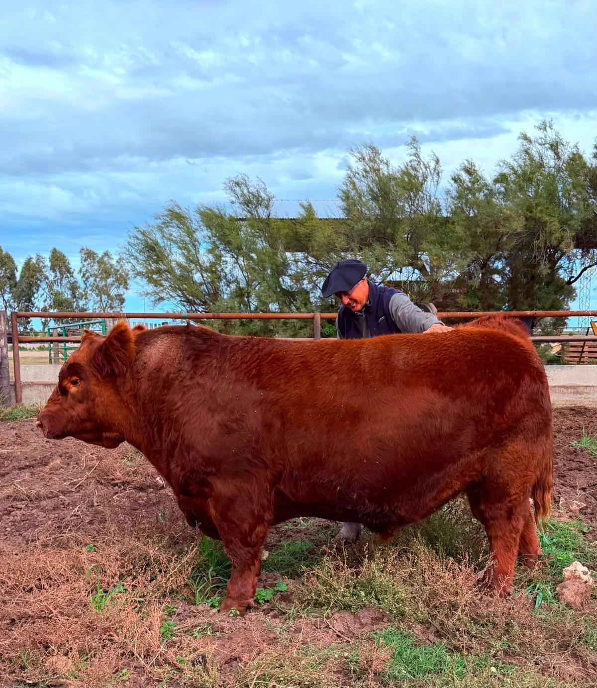 “Álvaro es único”: se vendió en $300 millones la mitad de un toro Angus y marcó un récord en el país en un espectacular remate