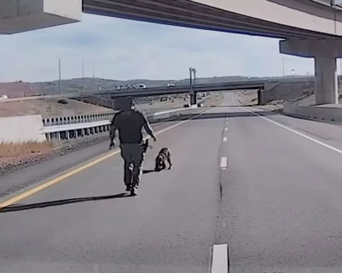 Video shows moment Utah police dog seriously injured in leap from overpass