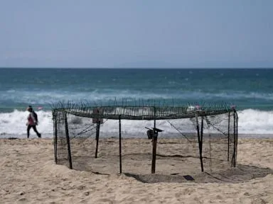 Agency says sea turtle eggs laid on California beaches are a first for the US West Coast