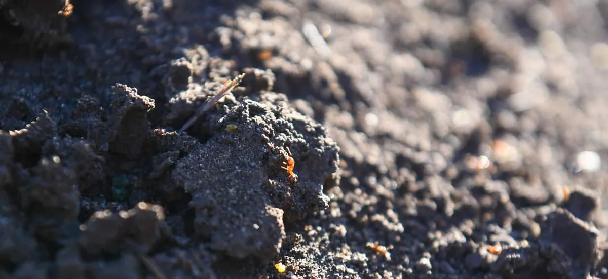 'Super pest' fire ant nest found in logistics warehouse in Sydney
