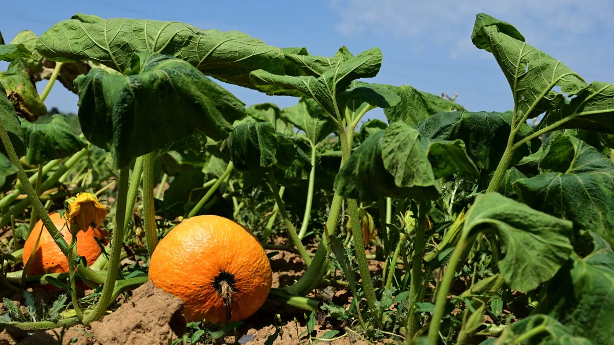 "Il ne faut pas deux années consécutives comme ça": certains producteurs bretons de fruits et légumes vont perdre la moitié voir la totalité de leur culture à cause de la sécheresse
