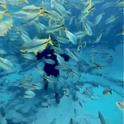 Encontro com cardume surpreende durante flutuação no rio Olho D’Água