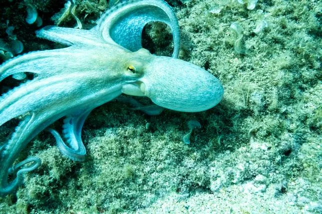 Le changement climatique fait grimper la température des mers européennes
