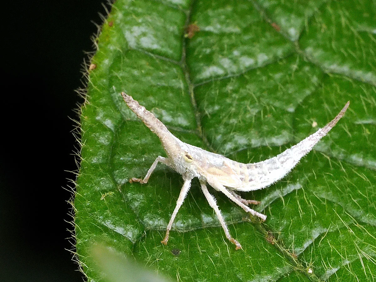 第174回 ノコギリザメのような「鼻」をした謎の幼虫の飼育に成功！