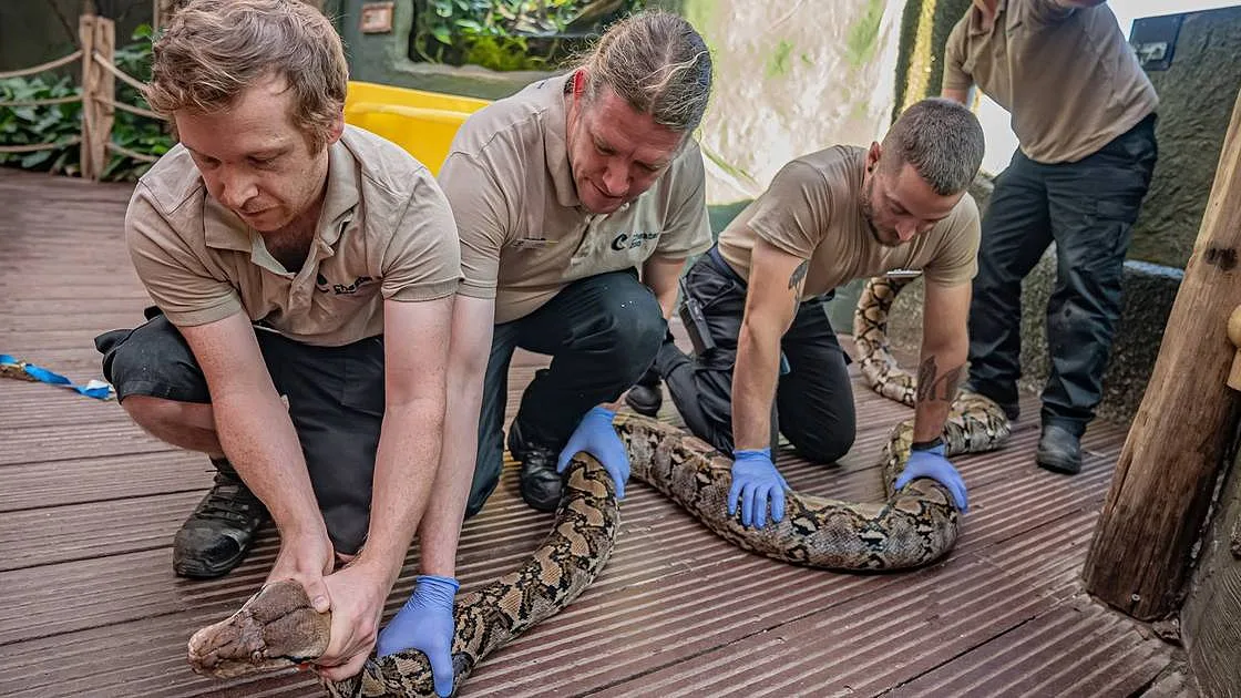 Piton de 23 anos é a primeira cobra a receber tratamento pioneiro contra o cancro