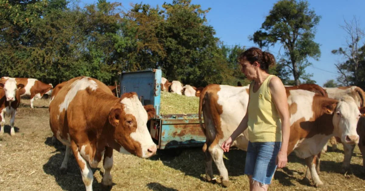 Jura. Prairies brûlées par les chaleurs : les vaches au régime sec, l'alerte lancée sur l'AOP comté