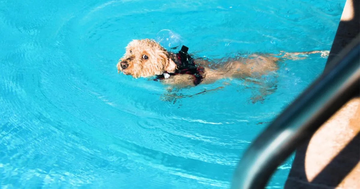 Dogs to have their day at the pool on the last day of the Los Angeles County pool season