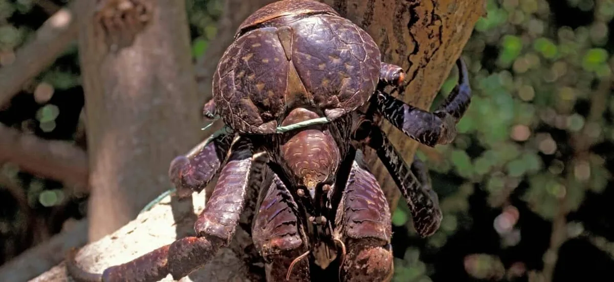 Giant carnivorous crab twist in search for Amelia Earhart