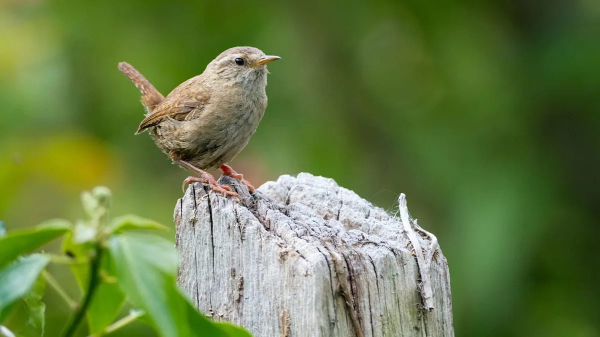 Nabu schlägt Alarm - Rückgang der Gartenvögel setzt sich fort