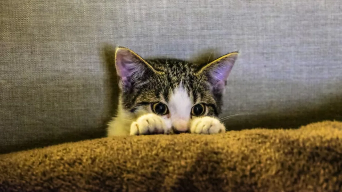 Ni la pirotecnia ni las personas desconocidas: un estudio reveló cuál es el principal miedo de los gatos en casa