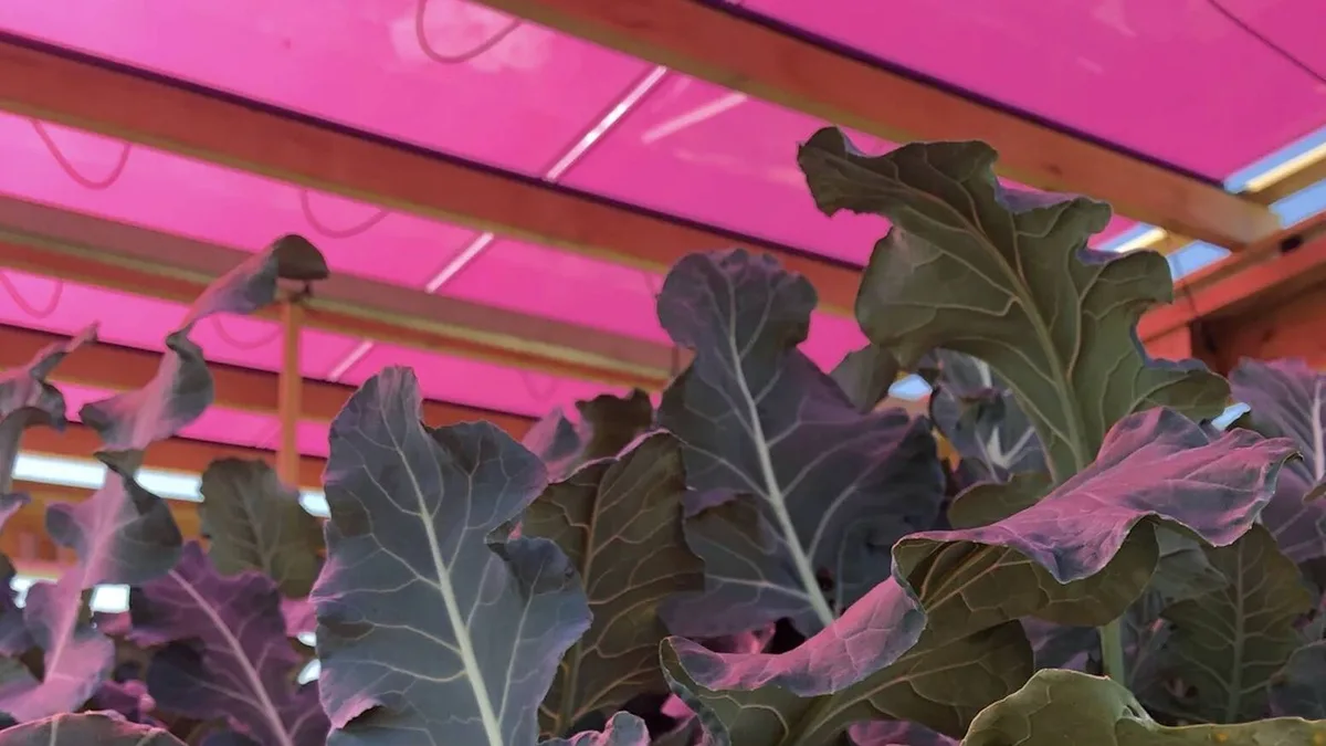 Suecia pinta de rosa sus paneles solares y empieza a solucionar un gran problema de la agricultura