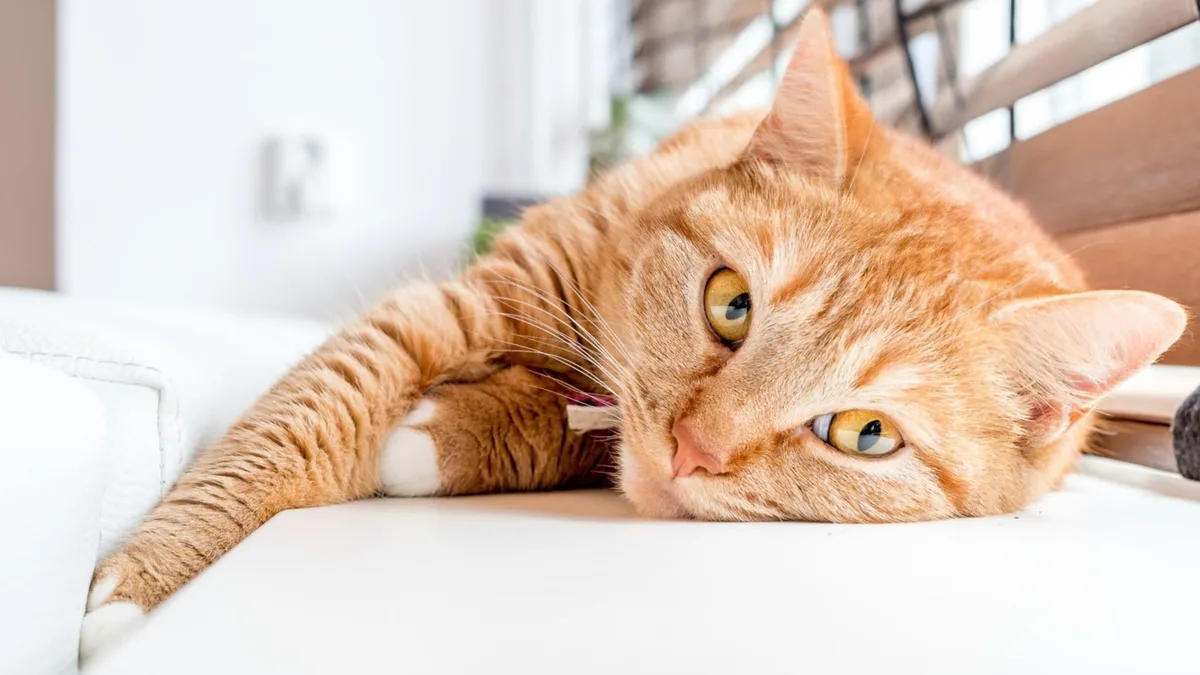 Los veterinarios recomiendan: separar el comedero del bebedero para los gatos es lo mejor para su hidratación