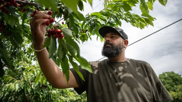 Following fire, Summerland, B.C., orchards race to save fruit from spoilage