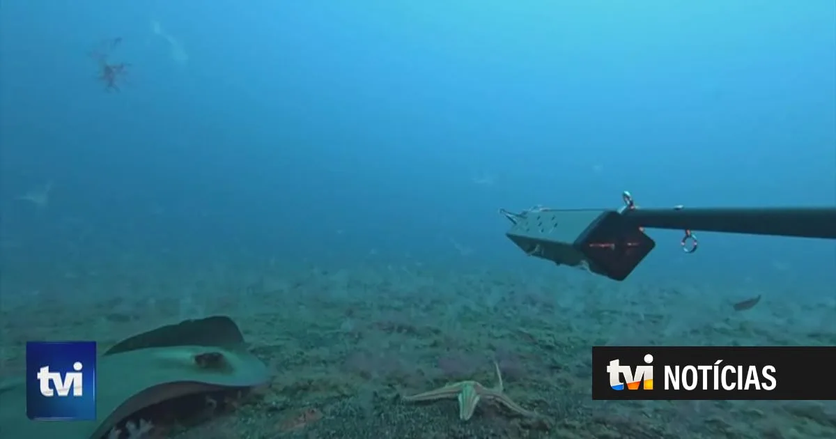 Raias, peixes e tartarugas estão a surpreender cientistas em expedição na Madeira