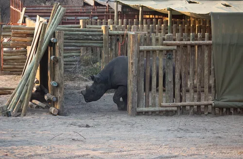 20 black rhinos translocated from South Africa to Botswana in major conservation effort