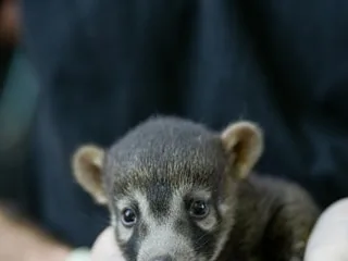 Le parc animalier de Branféré est une vraie pouponnière : voici les nouveaux venus à découvrir sur place