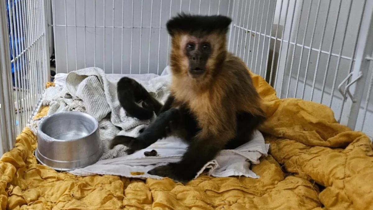 Macaca que desenvolveu diabetes por comer alimentos dados por visitantes de parque morre por complicações da doença em Uberaba