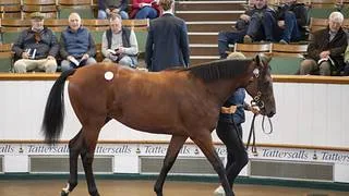 Estos fueron los potros más costosos del lunes en la subasta de Tattersalls