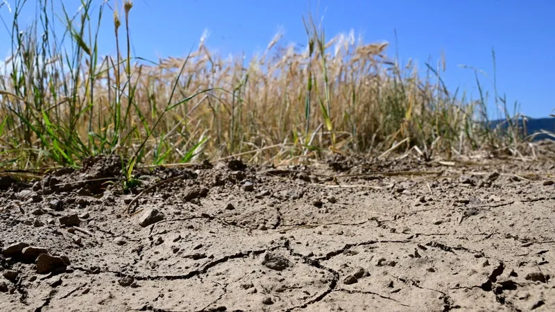 "On a une attente énorme": après un été catastrophique, les Jeunes Agriculteurs suggèrent une forme "d'impôt sécheresse", comme en 1976