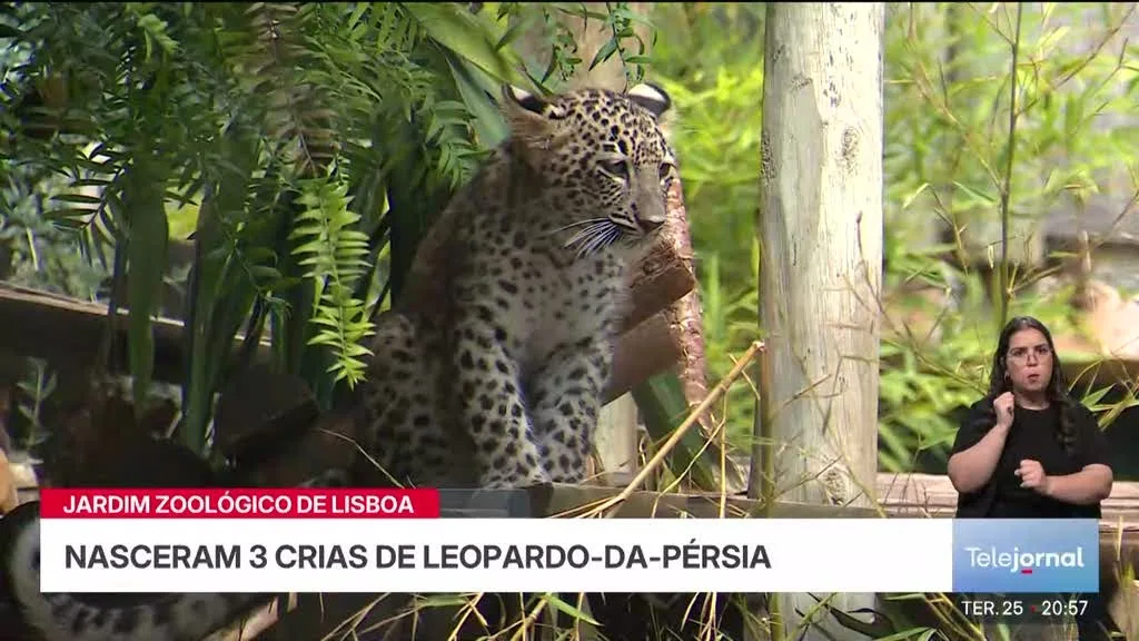 Jardim Zoológico de Lisboa tem três novas crias de Leopardo-da-Pérsia