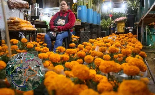 Flores de cempasúchil mexicanas; conoce dónde adquirirlas en la CDMX