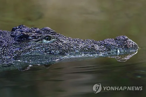 너무 더워서…프랑스 동물원서 나일악어 첫 자연부화