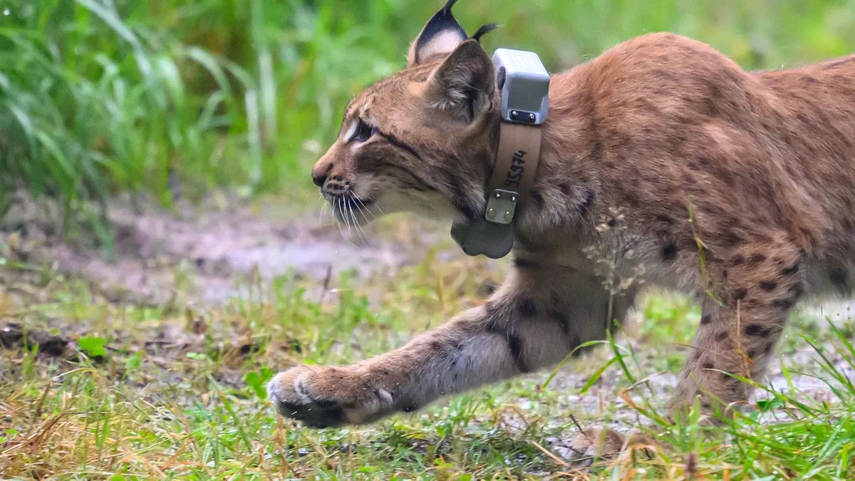 Tiere: Luchse Lotta und Luca springen im Erzgebirge in die Freiheit