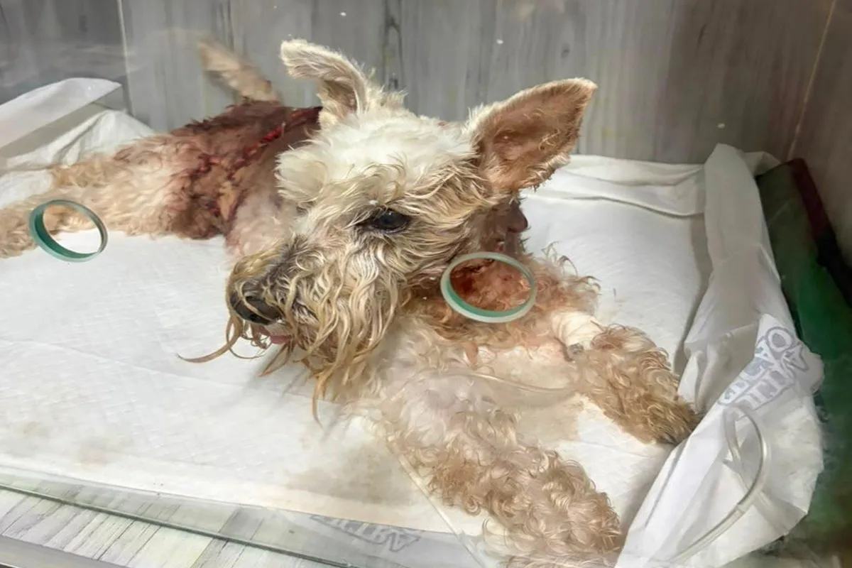 Cão morre ao ser atacado por golden em condomínio do DF; polícia investiga