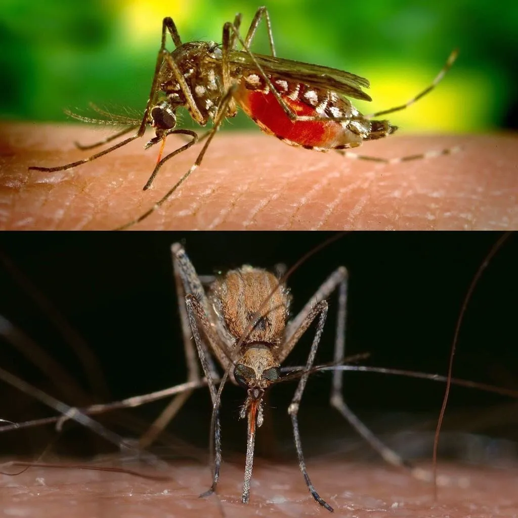 SP confirma dois primeiros casos de Febre do Nilo Ocidental em humanos no estado