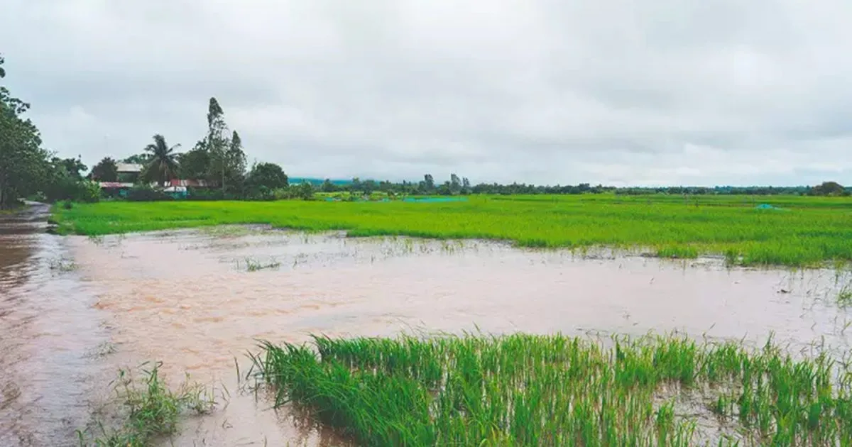 Lluvias intensas y riesgo para los cultivos: El Niño golpea con fuerza al sur de Brasil en el límite con Argentina