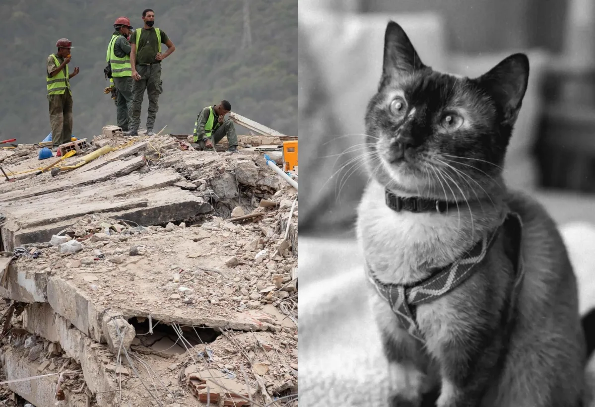 Murió Félix: el valiente gato que permaneció 37 días bajo los escombros en La Guaira