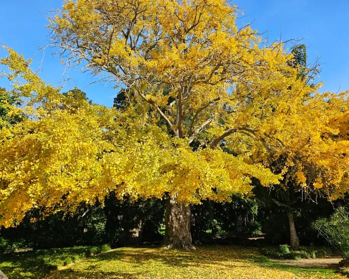 Gums, gingkos and a golden wych elm: voting for Victoria’s tree of the year