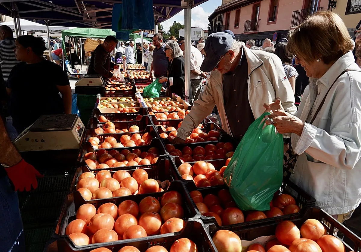Mansilla de las Mulas (León) exhibe en su Feria del Tomate un producción «abundante y de muy buena calidad y sabor»