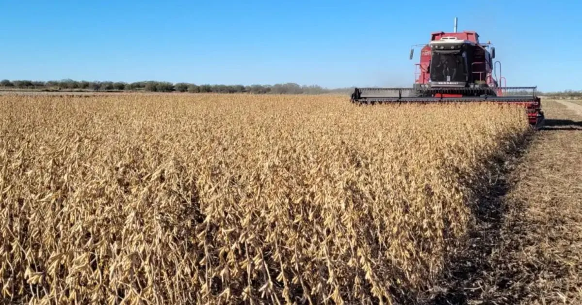 Retenciones: estiman que el agro aporte más de US$ 4.600 millones gracias al volumen de exportaciones