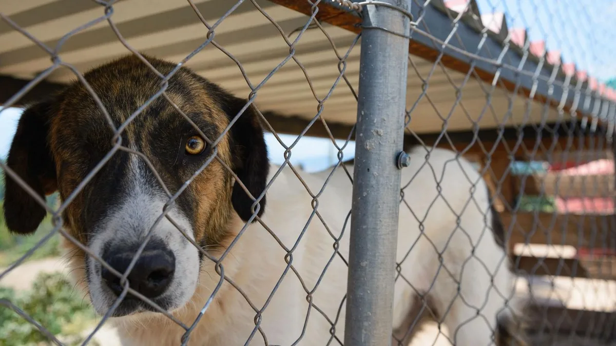 Cerca del 90% de los españoles considera graves el abandono y el maltrato animal, según un estudio de Fundación BBVA