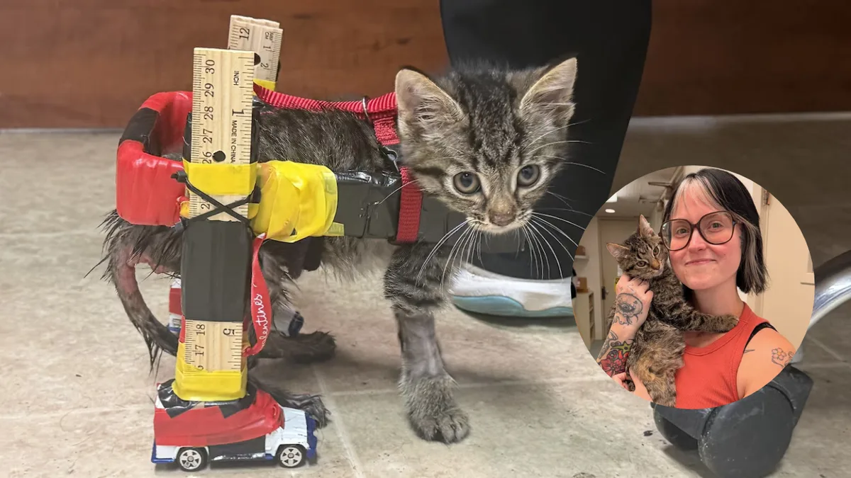 Shelter builds Hot Wheels wheelchair for tiny kitten, gets adopted