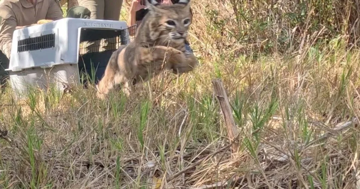Un lince rehabilitado volvió a vivir en libertad tras superar múltiples adversidades: "Después de todo lo que afrontó, verlo correr de regreso a su hábitat natural fue el final que siempre habíamos deseado"