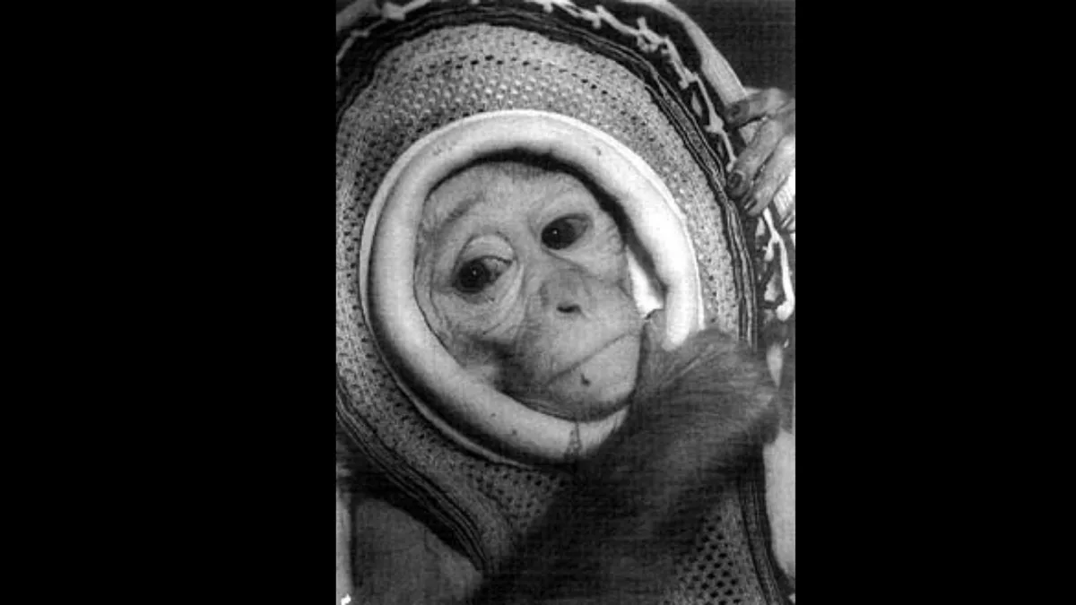 In 1960, NASA launched rhesus monkey Miss Sam on a Mercury escape test at 1,800 mph