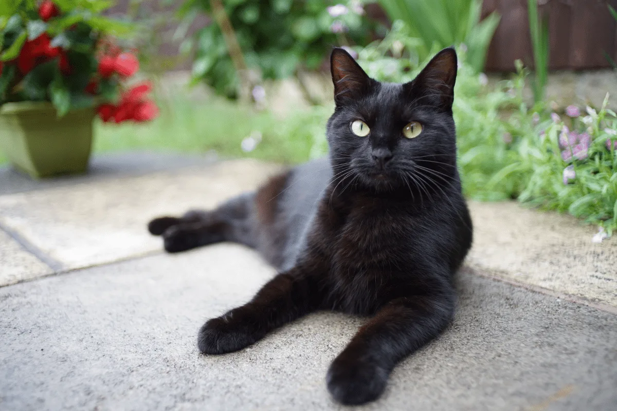 Gatos conseguem ver fantasmas? Conheça essa e outras crendices associadas aos felinos