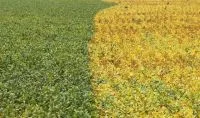 Plantio de soja em Mato Grosso atinge 33,3% da área estimada
