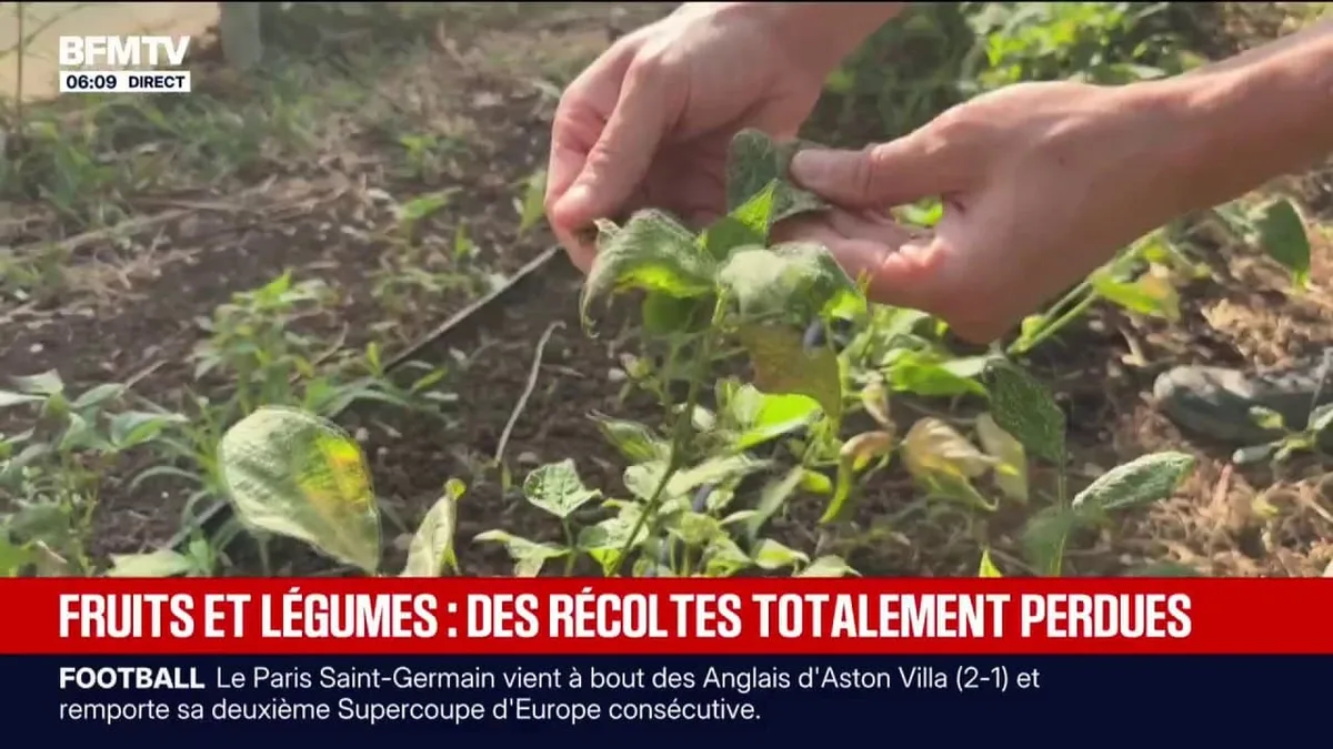 Fruits et légumes: les récoltes gravement touchées par la sécheresse, un plan gouvernemental attendu fin août