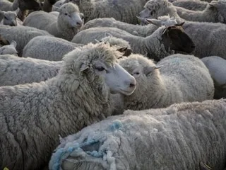 Isère : 54 brebis tuées dans une attaque de loups dans le Vercors