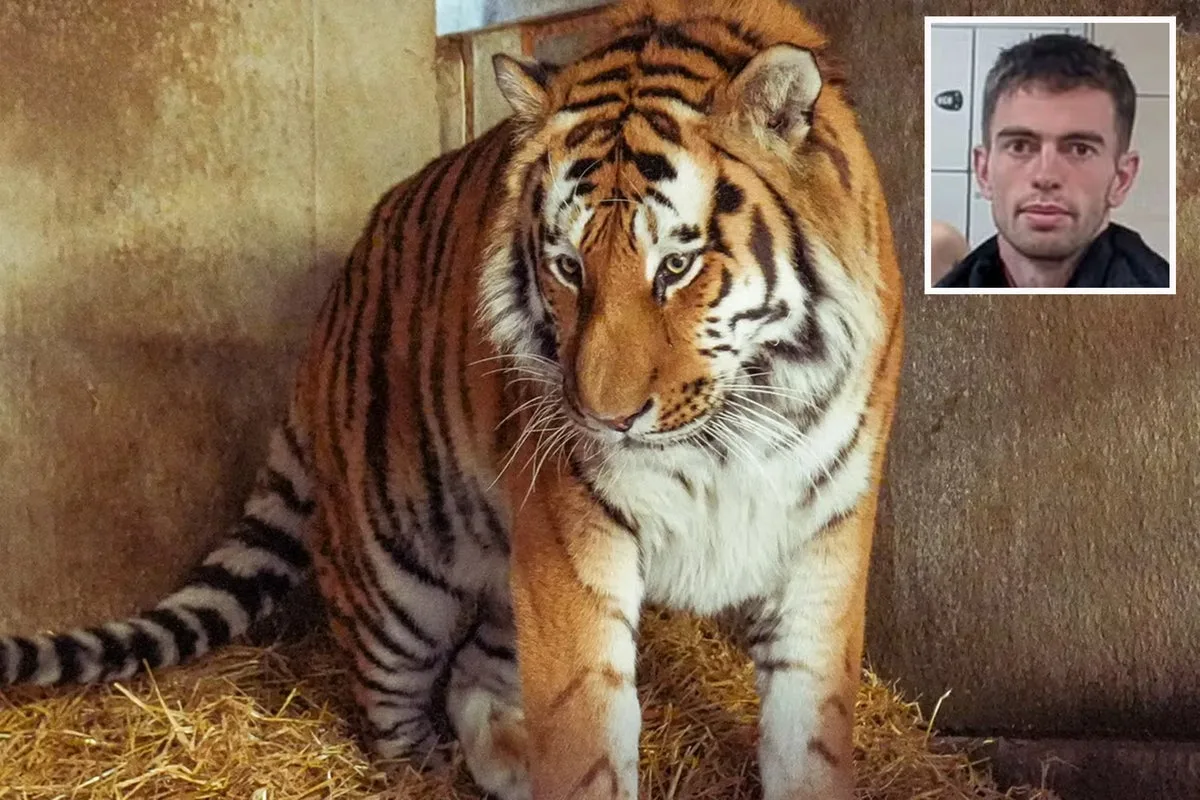 Yorkshire tiger latest: Inquest to open into death of former child star after climbing into zoo enclosure