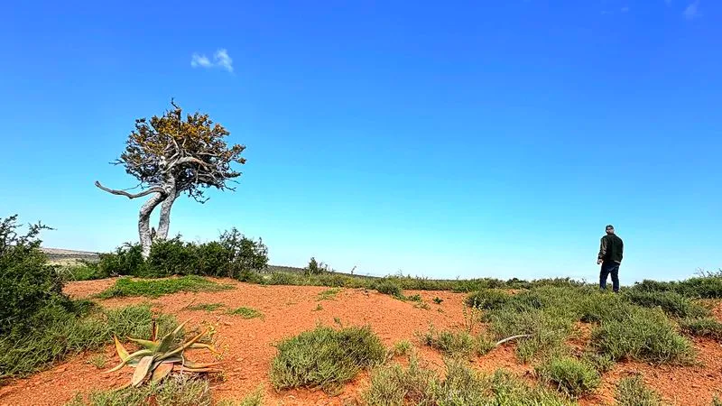 CROP DOLLAR: Is SA’s novel spekboom restoration a new soil carbon-farming frontier?
