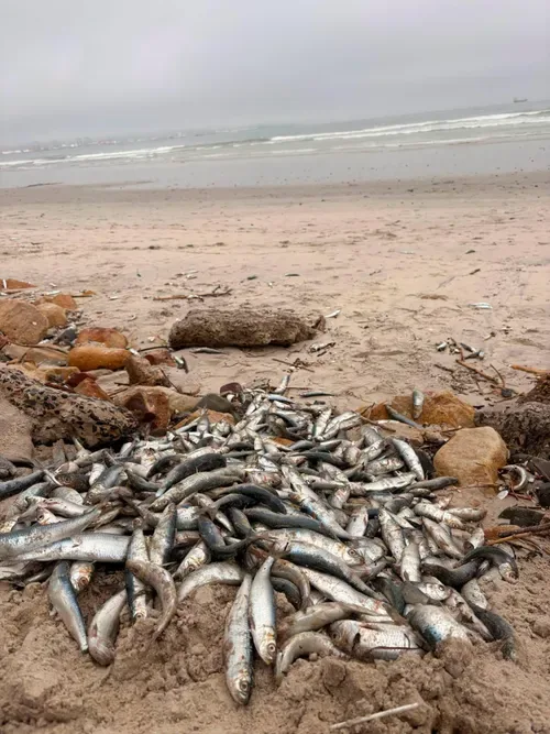 No link between sardine die-off and Milnerton Lagoon pollution, says City