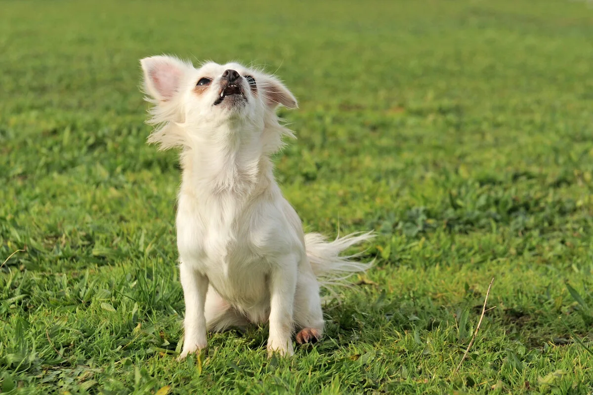 O que os cães podem revelar sobre a origem da linguagem