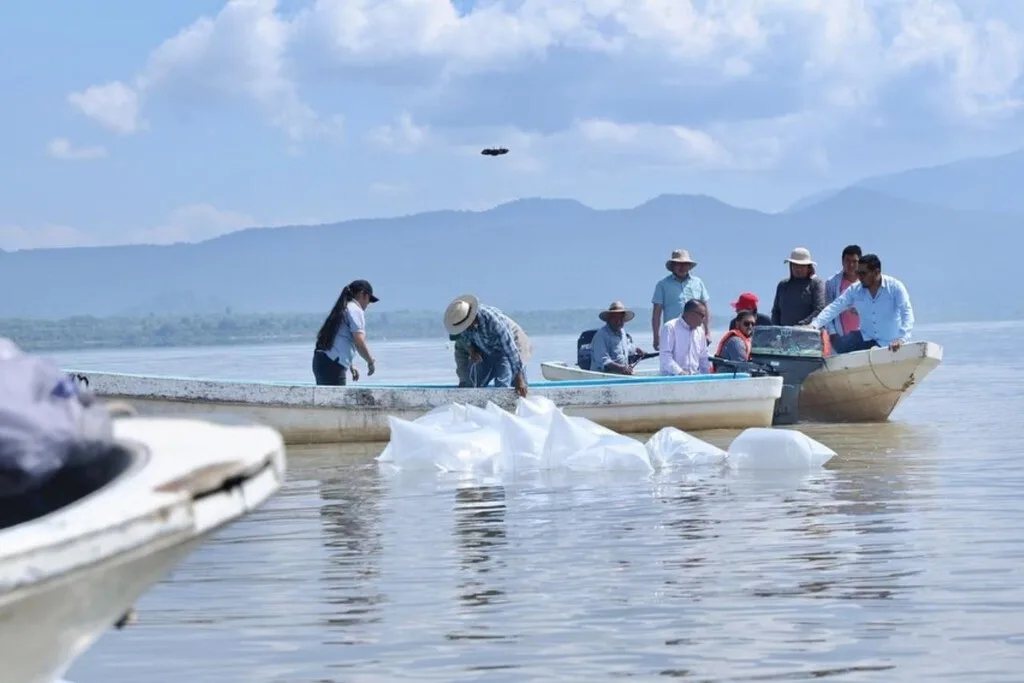 Criar miles de peces blancos y luego liberarlos en el lago de Pátzcuaro: la estrategia de Michoacán para salvarlos de la extinción
