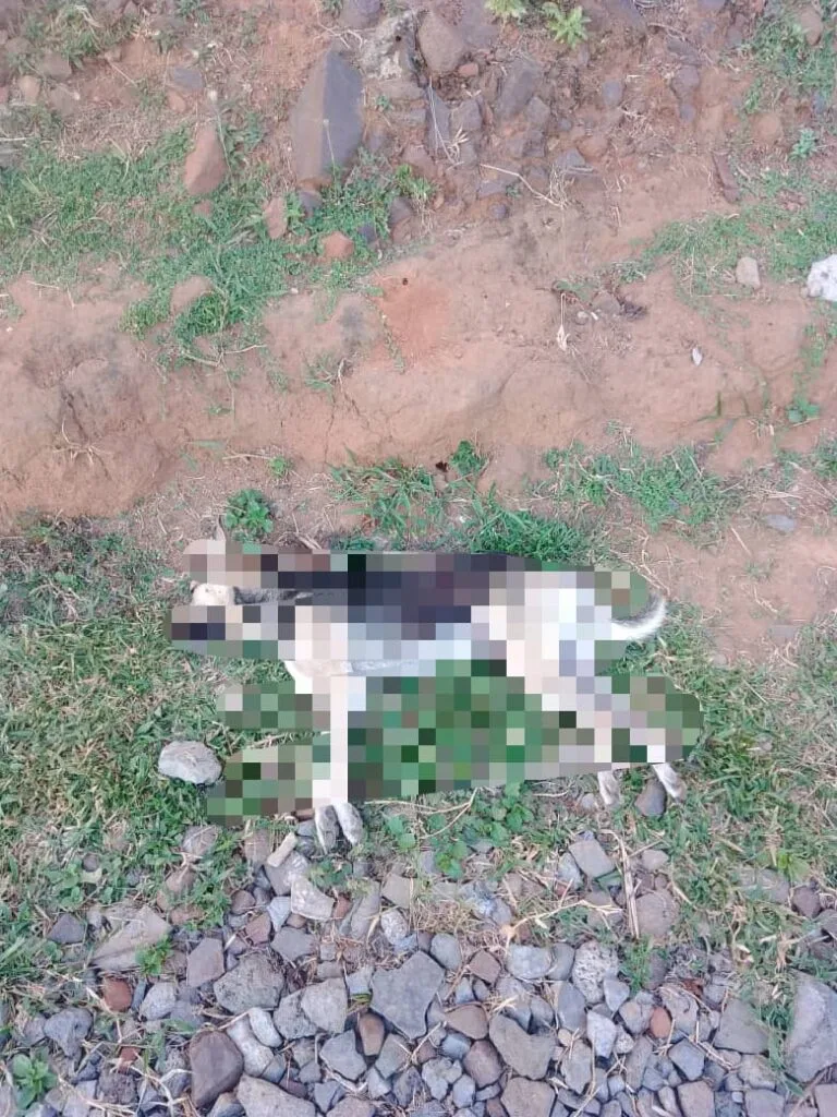 Denuncian envenenamiento de perros y gatos en Villa Roberto
